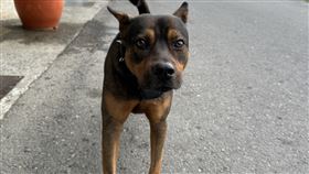 住戶,管理員,大樓,高雄,無業,狗,忠實的朋友