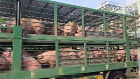 文 殺豬聲崩潰1800