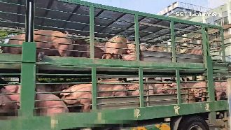 獨／高雄屠宰場傳淒厲豬叫聲　半夜惹民怨