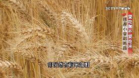 (舊帶)小麥戰略路