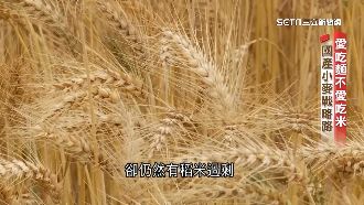 影／愛吃麵不愛食米　國產小麥戰略路