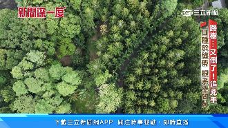 影／路樹「沒病卻倒」　養護預算僅便當價