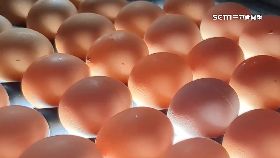 文 雞蛋價慘跌1800