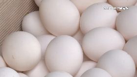 文 雞蛋價慘跌1800