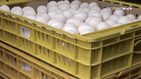 文 雞蛋價慘跌1800