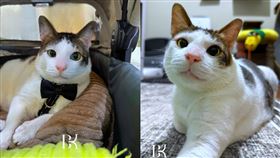 IG吸粉65萬！印尼新總統愛貓「巴比」入住官邸　名人爭搶合照。（圖／翻攝自bobbykertanegara IG）