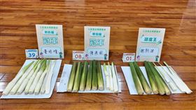 三芝區茭白筍評鑑會　展現三芝農友的韌性與優質農特產的魅力（業配勿用）