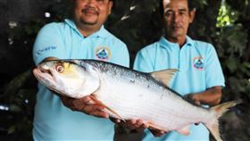 滅絕「湄公河幽靈魚」20年後又復活，巨型曲鯉，科學家，(圖／翻攝自 Wonders of the Mekong FB)