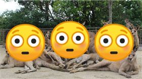 近日，日本網路上流傳一張趣味十足的照片，只見一處動物園中，14隻袋鼠或站或臥，卻渾然天成的構成團隊隊形，令人聯想到偶像團體。（圖／翻攝Ｘ／ひびき動物ワールド）