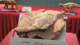 圖為香港聯合國教科文組織世界地質公園範圍內的赤洲發現的恐龍化石。（圖取自香港發展局網頁devb.gov.hk）
