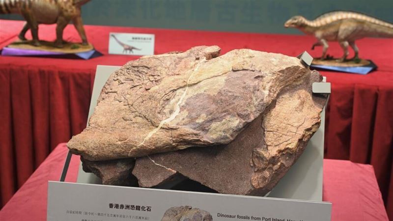 首次發現恐龍化石　港府官員：意義重大