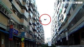 台中,家庭,衝突,扔椅,辱警（圖／翻攝畫面）