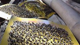 彰化蒼蠅大爆發，酪農疑用牛糞施肥種牧草，東北季風吹來惡臭，民眾苦：吃飯配蒼蠅（圖／翻攝畫面）