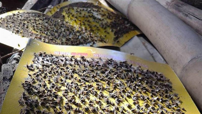 蒼蠅大軍入侵彰化市　居民苦：吃飯配蒼蠅
