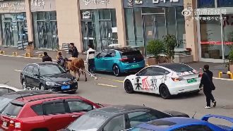 二手特斯拉無法充電　車主牛拉車遊街抗議