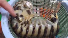 瀨尿蝦凶猛自帶大鐮刀　男手掌慘遭劃破縫10多針