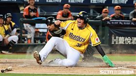 ▲中職35年台灣大賽G5，中信兄弟左外野手曾頌恩靠江坤宇的安打跑回第3分。（圖／記者劉彥池攝影）