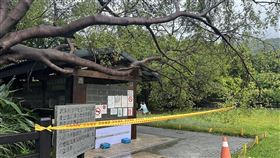 北投硫磺谷溫泉泡腳池大樹倒塌，26日起休園2日。（圖／北市產發局提供）