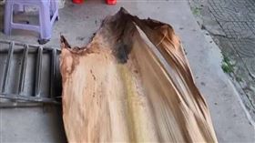 中國廣東一名男子路邊用餐遭大王椰子樹葉砸傷，獲賠人民幣2.2萬元（約新台幣10萬元）。（圖／翻攝自微博）