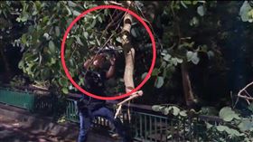 員警帥氣的在凌晨拿出電鋸，小心翼翼切除路樹。（圖／警方提供）