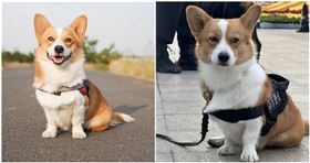 ▲柯基警犬「福仔」一臉厭世。（圖／翻攝畫面）

