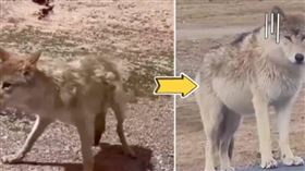 網紅狼被投餵變胖。（圖／翻攝自央視）