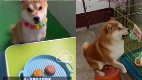 擁有百萬粉絲的大陸寵物網宏「柴犬金寶」，近日因一段疑似未剪輯的影片曝光引發爭議。（圖／翻攝自微博）