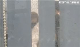 輾死人肇逃！民代顧問母躲分隊長室疑特權(圖/翻攝畫面)
