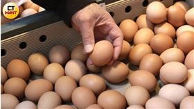 蛋價回升！今批發價每斤漲3元 產地價跟進