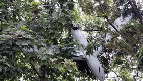 北韓國防部今天透過官媒聲稱，已掌握日前入侵平壤的無人機是從南韓邊境的白翎島升空。（圖／翻攝自朝中社）