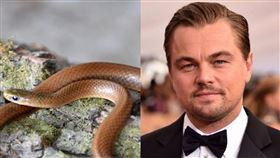 「李奧納多狄卡皮歐之蛇」（學名：Anguiculus dicaprioi），新蛇種(合成圖)