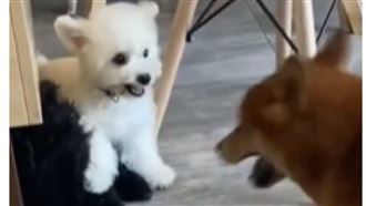 柴犬欺負小奶狗　小白犬上前迎戰趕惡霸