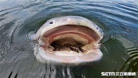 泰國巨鯰／Fishing Traveler 環球釣者授權提供；其他稿件麻煩勿用謝謝！其他稿件麻煩勿用謝謝！其他稿件麻煩勿用謝謝！