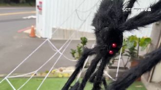 萬聖節門口吊大蜘蛛　路人嚇壞尖叫報警