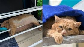 俄羅斯「17公斤」網紅流浪胖貓　健康惡化不幸離世