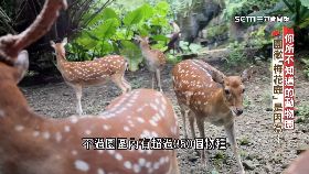 A動物收容所1900