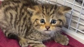 流浪貓 瀕危動物 https://www.facebook.com/Tierheim.Bergheim/photos_by