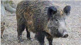 南京鐵路相關部門今（29）日證實27日下午一輛高速火車撞上野豬，隨車的機械師下車查看不幸遭另一輛火車撞擊身亡。（示意圖非當事野豬／Pixabay）