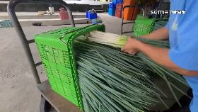 V農產急搶收1200