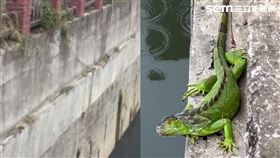 獨家／綠鬣蜥大軍！曹公圳排排站「日光浴」　20公尺20隻