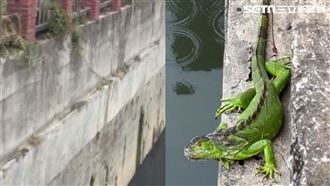 獨／綠鬣蜥大軍！曹公圳排排站「日光浴」