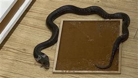 逢甲夜市服飾店竄出眼鏡蛇台中逢甲夜市一家服飾店29日傍晚員工開門營業前發現店內出現一條眼鏡蛇，隨即暫停營業並以黏鼠板誘捕，並通報消防局求助。（民眾提供）中央社記者郝雪卿傳真  113年10月30日