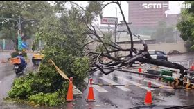 大直北安路樹倒。（圖／翻攝畫面）