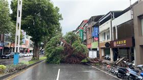 台北市士林區樹倒。（圖／翻攝畫面）