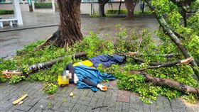 快訊／北市公園處工人出事了！颱風清理路樹「慘遭樹枝砸中」倒地不起。（圖／翻攝自臉書）