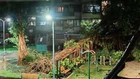 台北市信義區四育公園路樹連倒4棵。（圖／翻攝自臉書社團「信義區三兩事」）