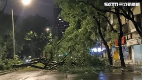 康芮颱風帶來狂風暴雨，信義區樹木倒塌一片凌亂。（圖／翻攝畫面）