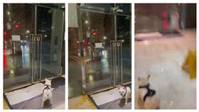 康芮襲全台各地都傳出災情，北市一名民眾昨晚原本要牽著法鬥外出遛狗，在一樓大廳發現外頭狂暴雨，正在猶豫要不要出門，落地玻璃門就突然被強風吹爆，玻璃碎落滿地。當事人把影片PO網，心有餘悸表示，還好人跟狗都小傷，當下以為要被登出了。