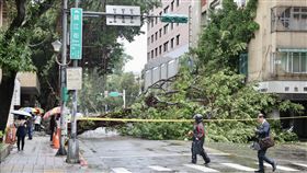 颱風康芮橫掃北市  立法院外大樹倒（2）颱風康芮襲台，導致台北市約2000處樹倒，儘管環保局、工務局等人員連夜搶救災，仍有不少民眾1日上班途中遭遇不便。圖為立法院旁鎮江街路樹遭連根拔起，現場拉起封鎖線維護安全。中央社記者王飛華攝  113年11月1日