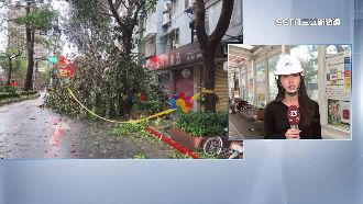 影／民生社區多樹倒塌！清潔隊急清護交通